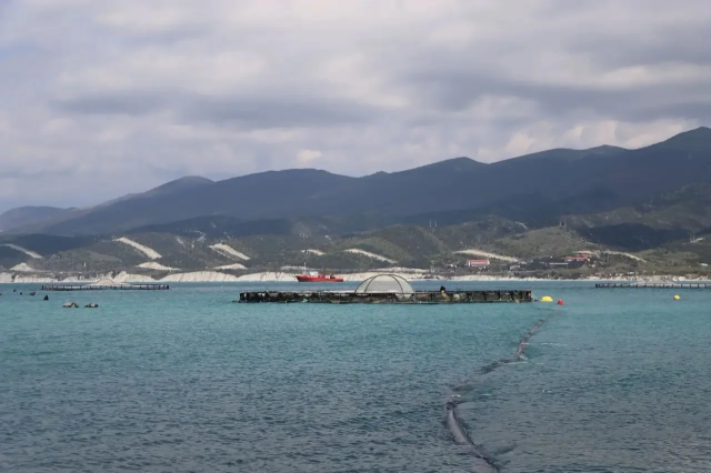 На территории Большого Геленджика работают четыре предприятия по выращиванию мидий, устриц, форели и переработке рапана﻿