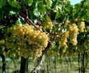 В Геленджике началась переработка винограда