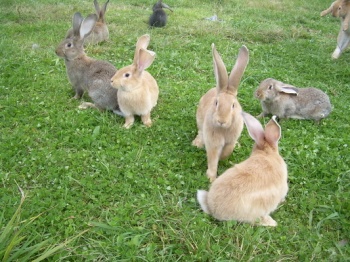 Бельгийские кролики-гиганты живут в Пшаде