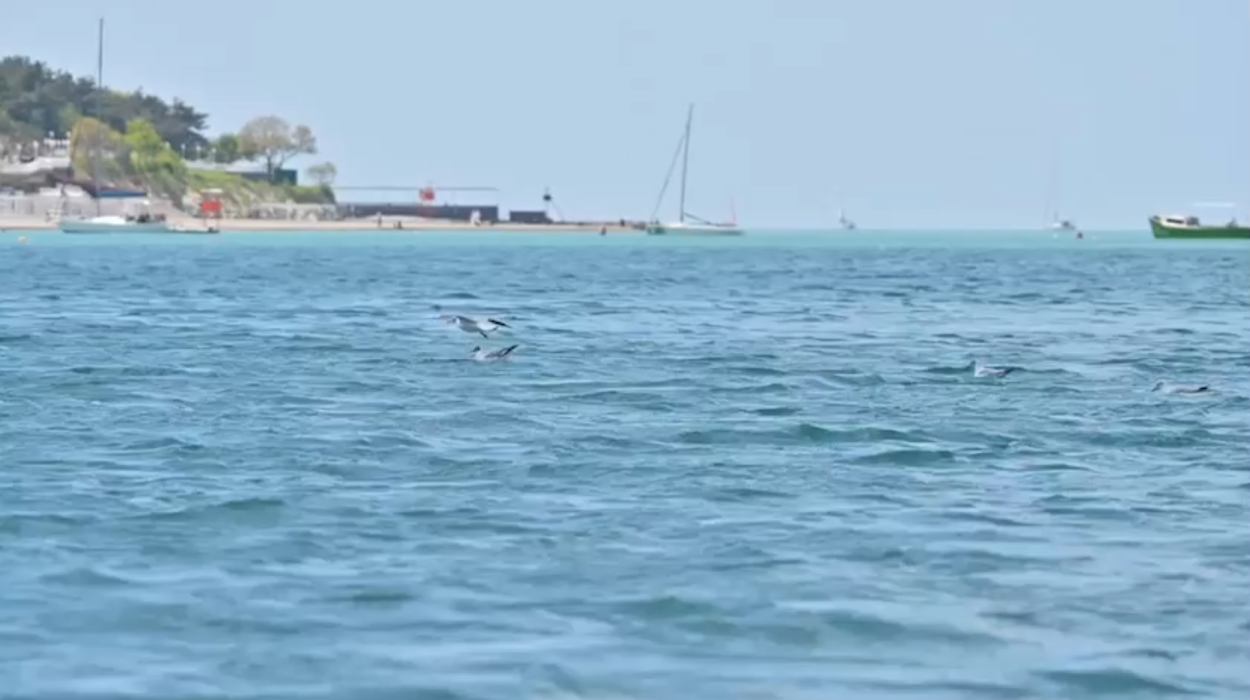 О качестве морской воды в Геленджикской бухте  