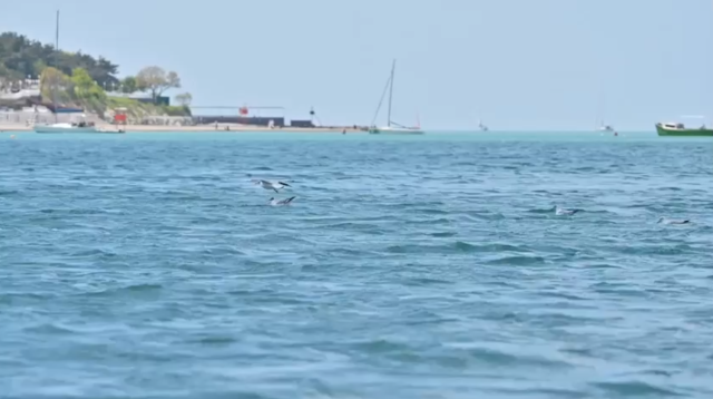 О качестве морской воды в Геленджикской бухте  