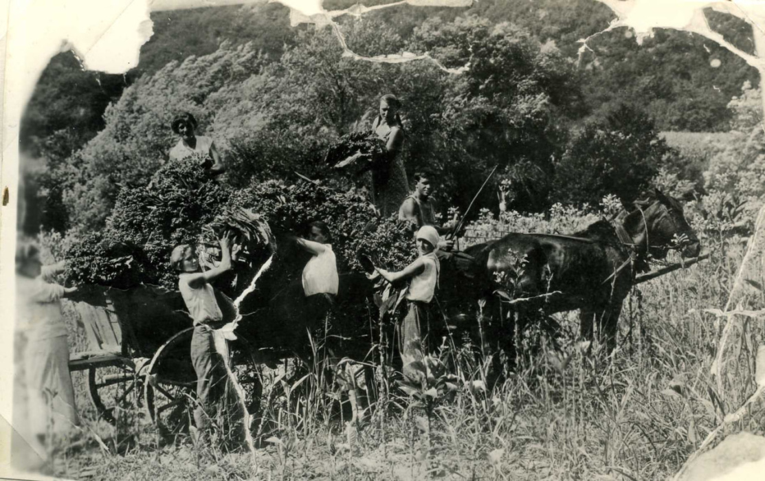 Похозяйственные книги — ожившие страницы истории в архиве Геленджика  Похозяйственные книги — ожившие страницы истории в архиве Геленджика