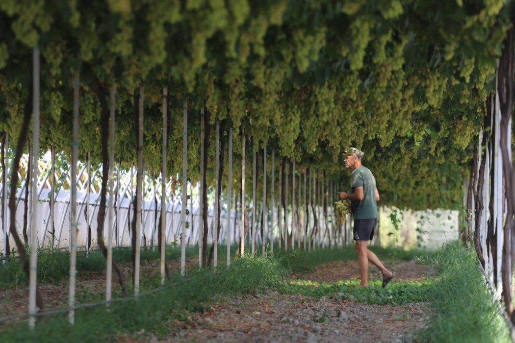 В Геленджике аграрии снимают первый виноград