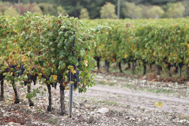 Глава Геленджика посетил винодельческую компанию 