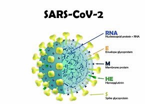 Результаты молекулярно-генетического мониторинга за возбудителем новой коронавирусной инфекции SARS-CoV-2