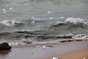 IMG_7019.JPG