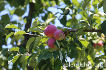 IMG_4398.JPG