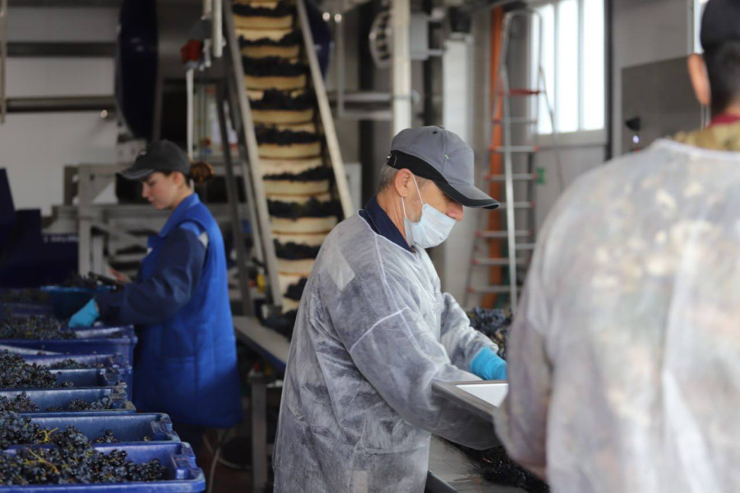 В Геленджике завершён сезон сбора урожая на винодельне «Шато де Талю»  В Геленджике завершён сезон сбора урожая на винодельне «Шато де Талю»