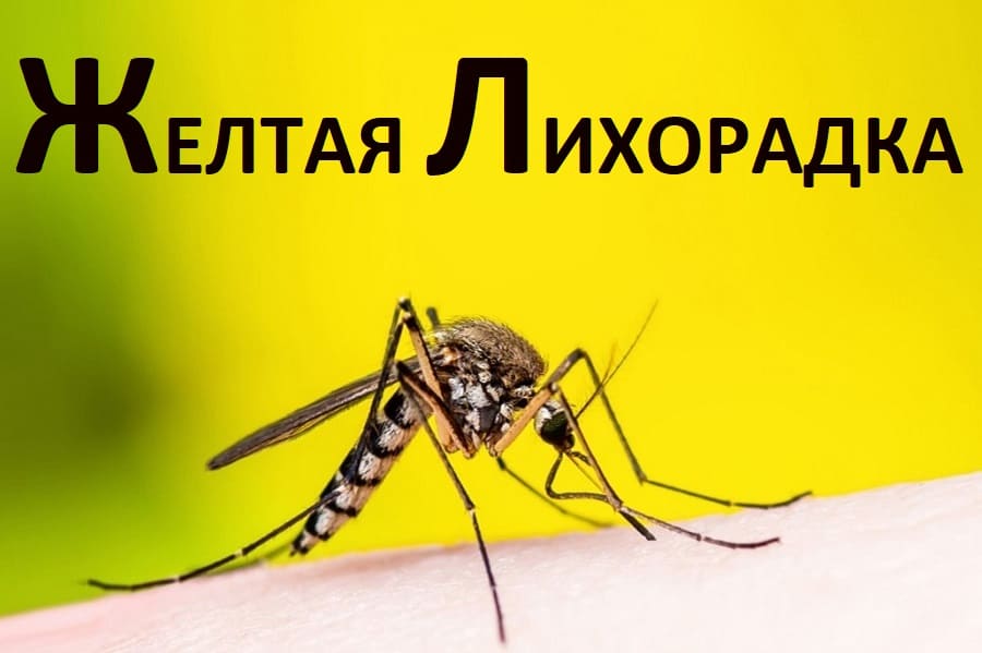 «Туроператорам и туристам о профилактике желтой лихорадки»