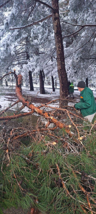 Коммунальные службы Геленджика продолжают работы по уборке упавших ветвей