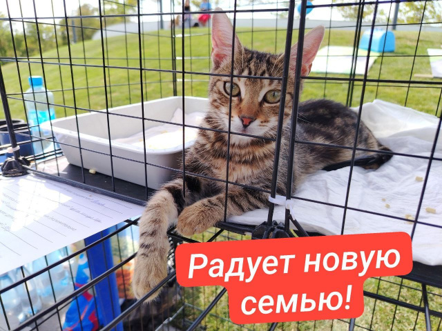 Результаты пристроя: шесть животных нашли дом
