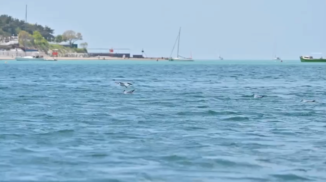 О качестве морской воды в Геленджикской бухте  